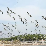 Kadalundi Bird Sanctuary Kozhikode 